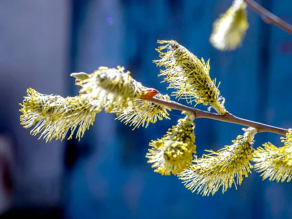 꽃봉오리는 매크로의 버드나무에서 피어난다 — 스톡 사진