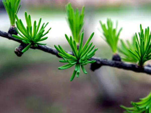 Första Gröna Blad Grenen Ett Lärkträd Makro Smal Fokusområde — Stockfoto