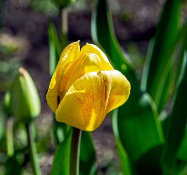 İlk sarı laleler bahçede çiçek açtı.