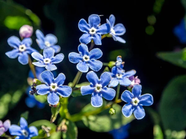 First Blue Forget Nots Bloomed Garden — Stock Photo, Image