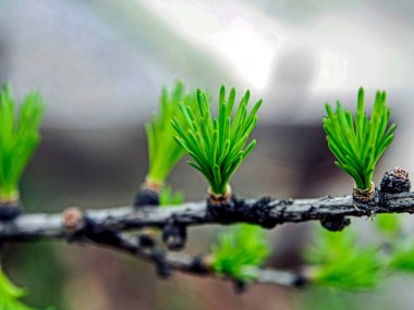 Bir karaçam ağacının dalındaki ilk yeşil yapraklar