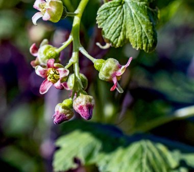 Yaprakların arka planında çiçek açan siyah frenk üzümü odak alanını daraltır