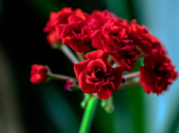 Fleurs rouges Terry géranium sur un fond flou, macro — Photo