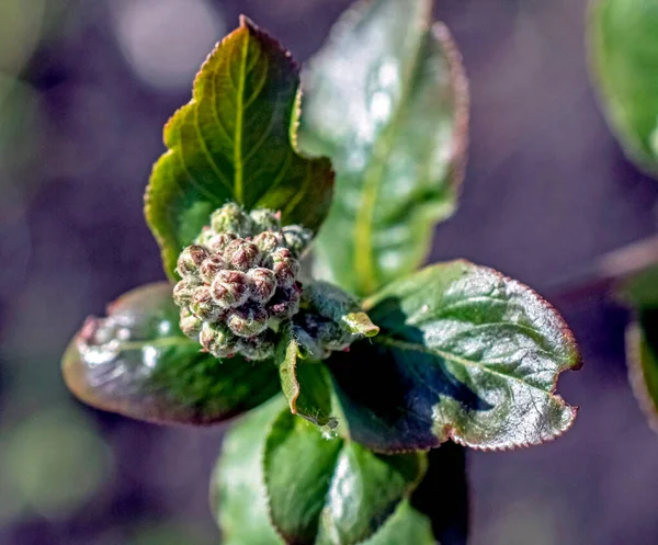 Black Rowan buds will soon bloom, close-up on the background of leaves — Stock Photo, Image