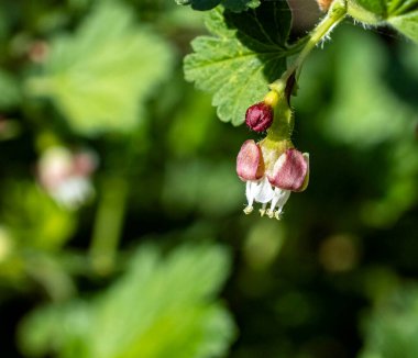 Yaprakların arka planında bektaşi üzümünün çiçek açması