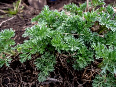 Bahar güneşinde pelin otunun genç, tüylü yeşil çalısı