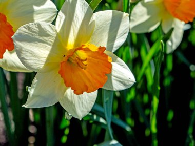 Parlak beyaz nergisler sabah bahçesinde çiçek açar.