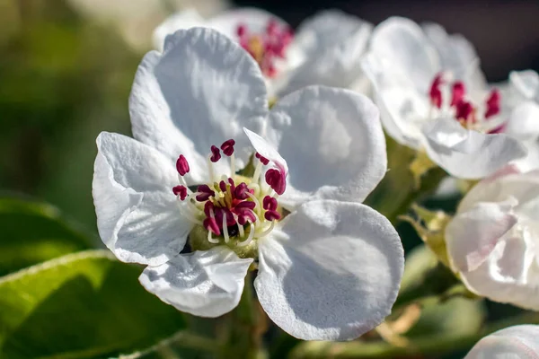 Beautiful Flowers Pear Morning Sunlight Close — Stock Photo, Image