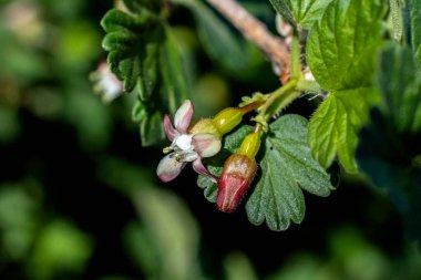 Yaprakların arka planında bektaşi üzümünün çiçek açması, bahar zamanı kavramı.