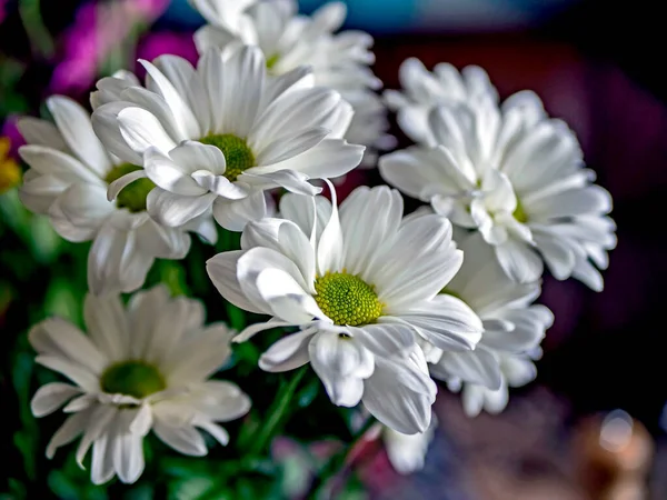 Ramo Flores Crisantemo Blanco Sobre Fondo Borroso — Foto de Stock