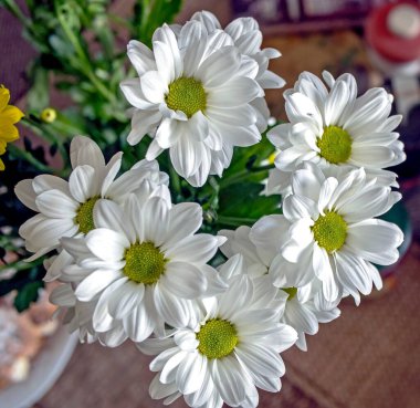 Bulanık arka planda beyaz kasımpatı çiçekleri, üst manzara