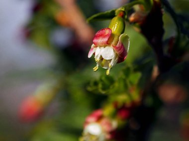 Yaprakların arka planında bektaşi üzümünün çiçek açması, bahar zamanı kavramı.
