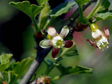 Yaprakların arka planında bektaşi üzümünün çiçek açması, bahar zamanı kavramı.