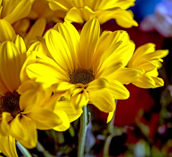 Ramo Flores Crisantemo Amarillo Sobre Fondo Borroso — Foto de Stock