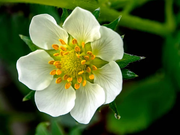 Beautiful White Flower Garden Strawberry Garden Bed — Stock Photo, Image