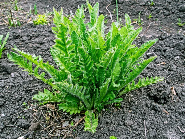 Jong Groen Groeiende Sierpapaver Bush Tuin — Stockfoto