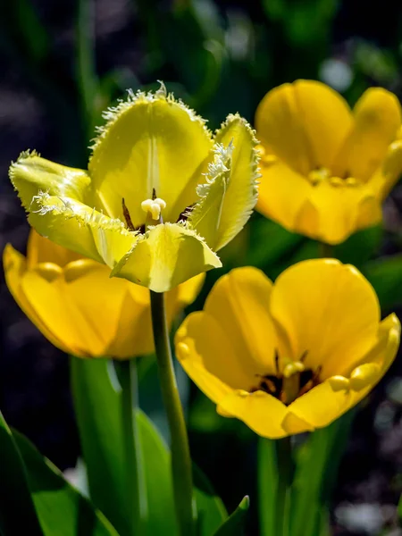 Саду Расцвели Первые Желтые Тюльпаны — стоковое фото