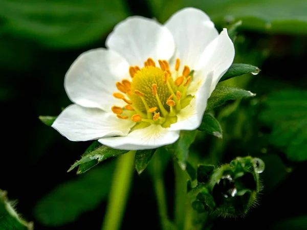 Schöne Weiße Blume Garten Erdbeere Beet — Stockfoto