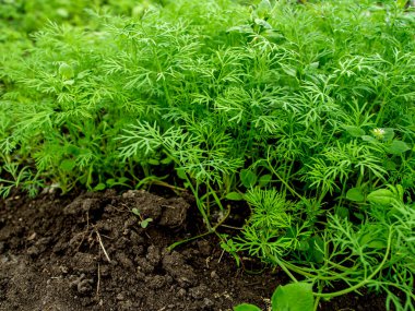 Genç yeşil dereotu baharda yatakta büyüdü.