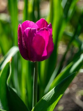 Bahar bahçesinde güzel mor lale