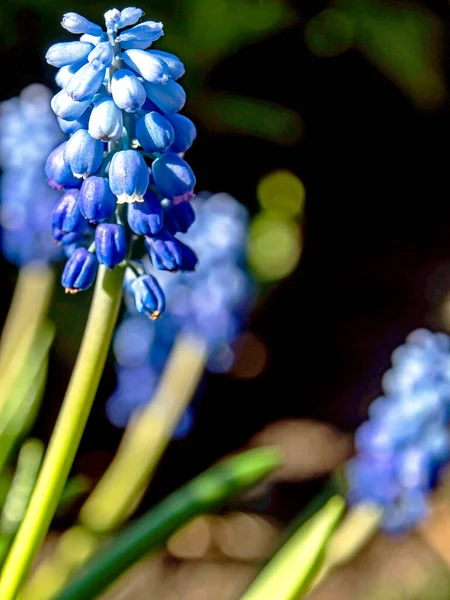 Flores Azuis Frescas Uva Hyacinth Com Nome Latino Muscari Jardim — Fotografia de Stock