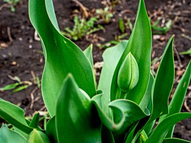 Açılmamış yeşil lale tomurcukları bahçede.
