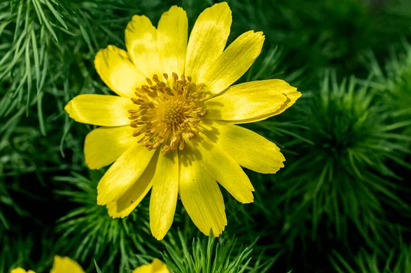 Floração Adonis Vernalis Conhecido Como Adonis Olho Faisão Olho Faisão — Fotografia de Stock