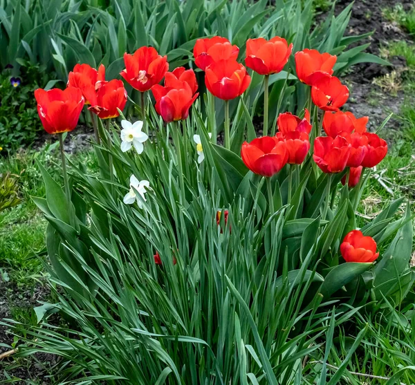Свежие Красные Тюльпаны Саду Среди Зелени — стоковое фото