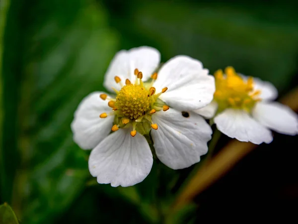 Beautiful White Flower Garden Strawberry Garden Bed — Stock Photo, Image