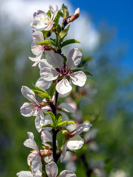 青空を背景に美しい桜の枝マクロで狭い焦点帯 — ストック写真