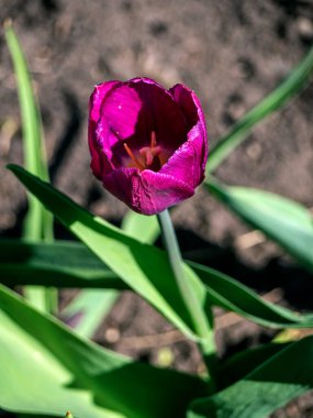 Bahar bahçesinde güzel mor lale