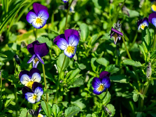 Blooms Violet Tricolor Plant Latin Name Viola Tricolor Plant Medicinal — Stock Photo, Image