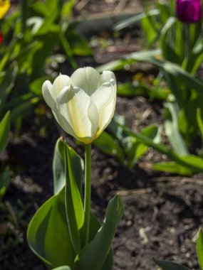 Beyaz lale, sabah güneşiyle aydınlanan bahçede çiçek açar.