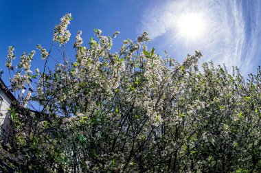 Mavi gökyüzüne karşı kiraz çiçeklerinin güzel dalları, balık gözlü.