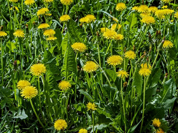 太陽に照らされた緑の草の上に黄色の春のタンポポ — ストック写真