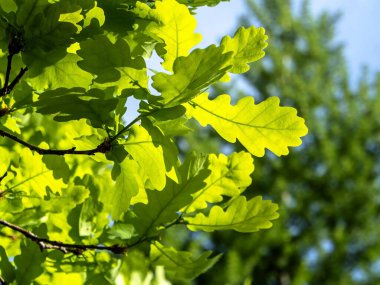 Taze yeşil meşe yaprakları dalda