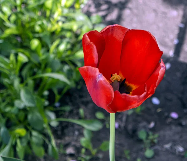 Uma Bela Tulipa Vermelha Fresca Floresce Jardim — Fotografia de Stock