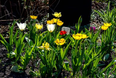 Renkli laleler baharda çiçek açar. Sabah güneşiyle aydınlanır.