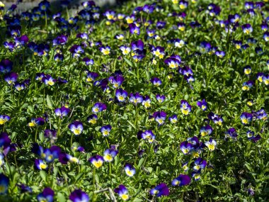 Mor üç renkli çiçek, Latince adı Viola olan bir bitki, tıbbi özellikleri olan bir bitki.