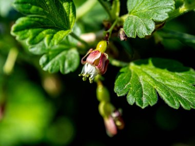 Yaprakların arka planında bektaşi üzümünün çiçek açması, bahar zamanı kavramı.