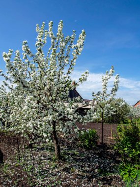 Bahçede açan elma ağacı Baharda mavi gökyüzüne karşı