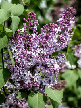 İlkbaharda dallarda açan güzel, parlak leylak