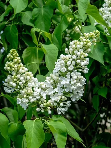 Floración Color Lila Blanco Las Ramas Primavera —  Fotos de Stock