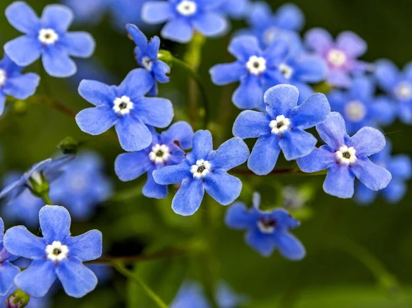 First Blue Forget Nots Bloomed Garden Macro Narrow Focus Zone — Stock Photo, Image