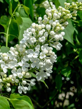 İlkbaharda dallarda açan beyaz leylak