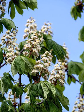 # Çiçekli kestane ağacının dalları # # Bahar masmavi gökyüzüne karşı #