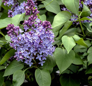 İlkbaharda dallarda açan güzel, parlak leylak