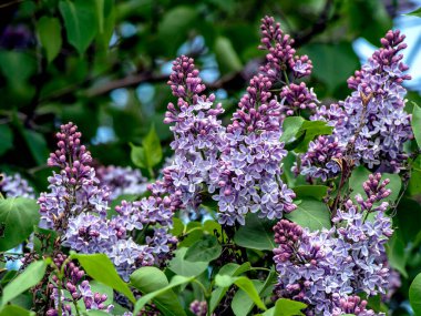 İlkbaharda dallarda açan güzel, parlak leylak