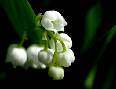 Bahçedeki vadinin çiçekli çiçekleri. Latince adı Convallaria majalis olan çiçekler. Karanlık doğal arka plan, makro, dar odak noktası.