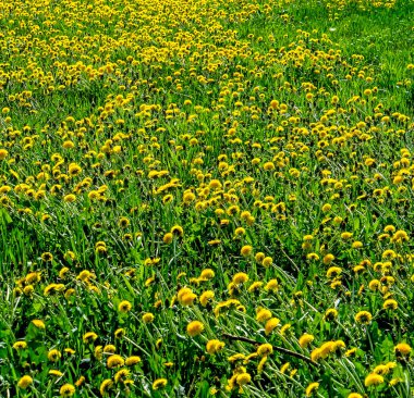 Sarı çiçekli ilkbahar karahindibaları. Güneşin aydınlattığı yeşil çimenlerin üzerinde.